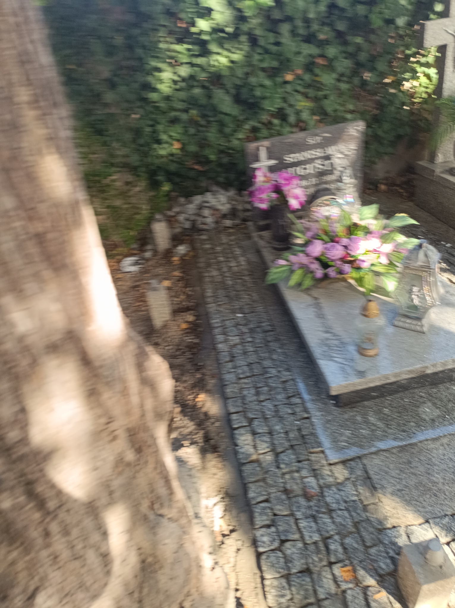 Ścieżka z szarej kostki prowadząca do nagrobka z kwiatami i lampionami, widok zza pnia drzewa.