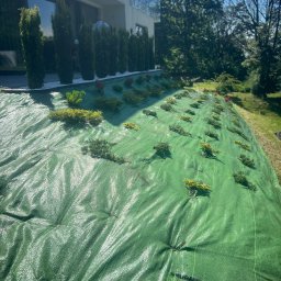 DK-TRANS - Przygotowany teren pod nasadzenia z rozłożoną agrowłókniną i młodymi roślinami iglastymi, w tle rząd tuj i biały żwir przy nowoczesnym domu.