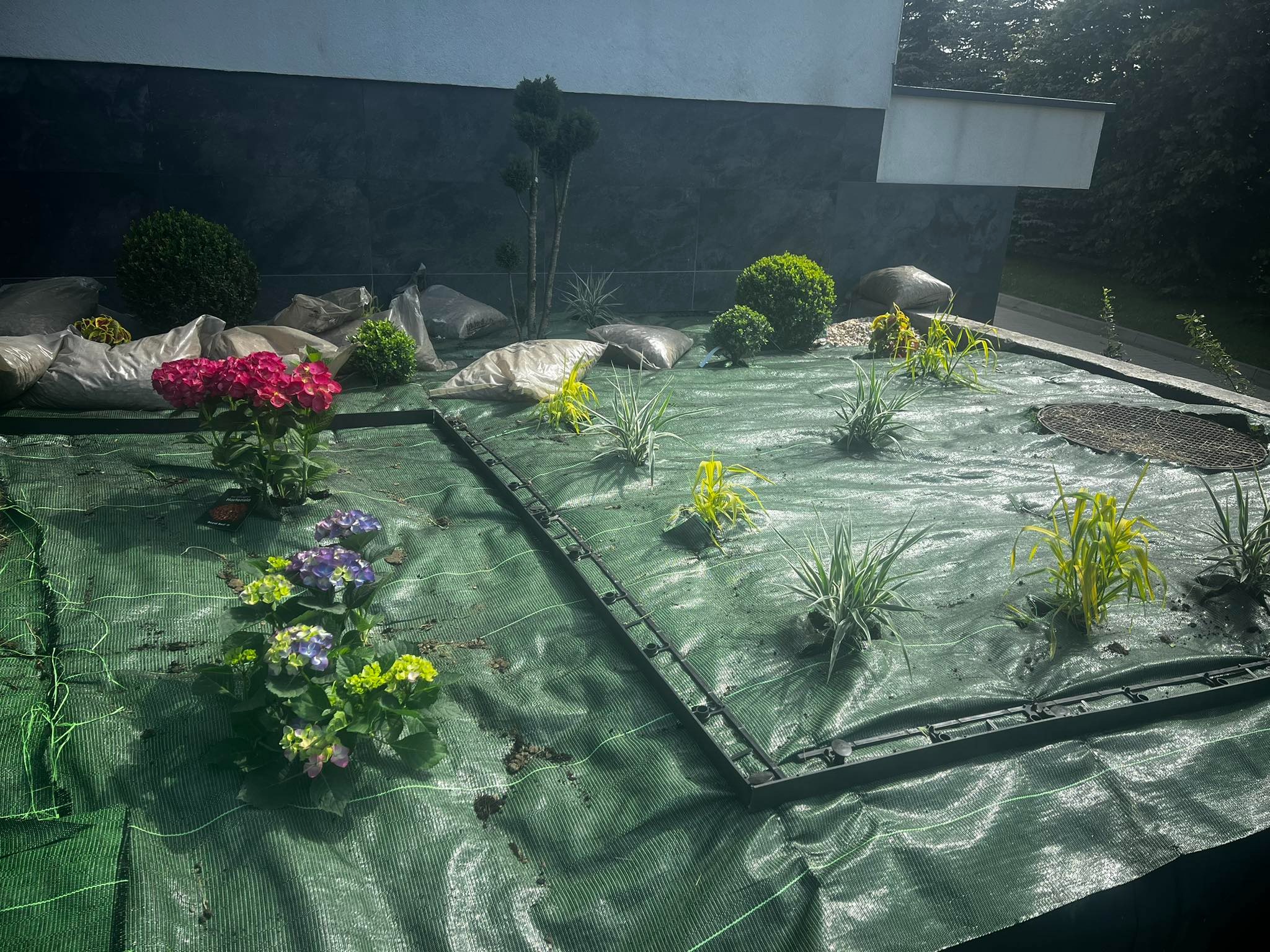 Przygotowanie terenu pod ogród: rozłożona agrowłóknina, worki z ziemią i kamieniami, posadzone młode rośliny ozdobne, w tym hortensje w doniczkach.