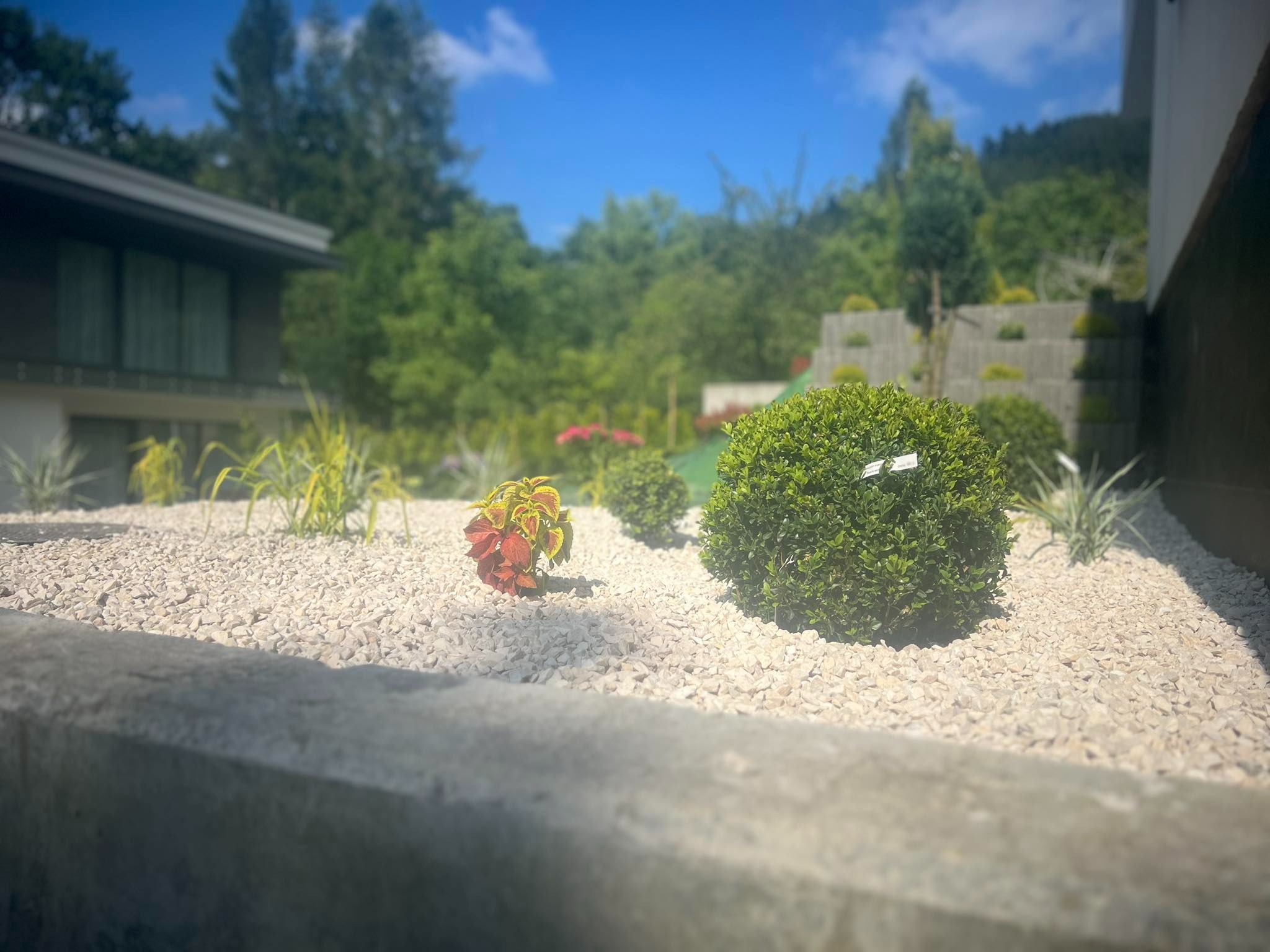 Ogród z kulistymi krzewami, kolorowymi roślinami i białym żwirem, widok zza betonowego murku, w tle dom i zieleń.