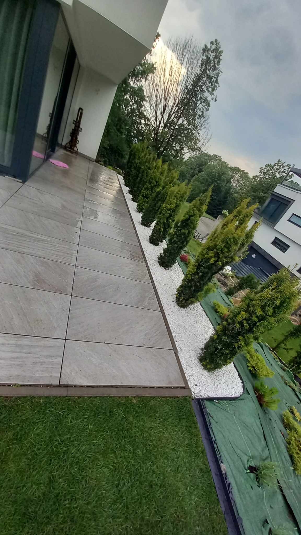 Rząd młodych, stożkowych iglaków posadzonych wzdłuż nowoczesnego domu, otoczonych białym grysem, widok z perspektywy tarasu wyłożonego szarymi płytami.