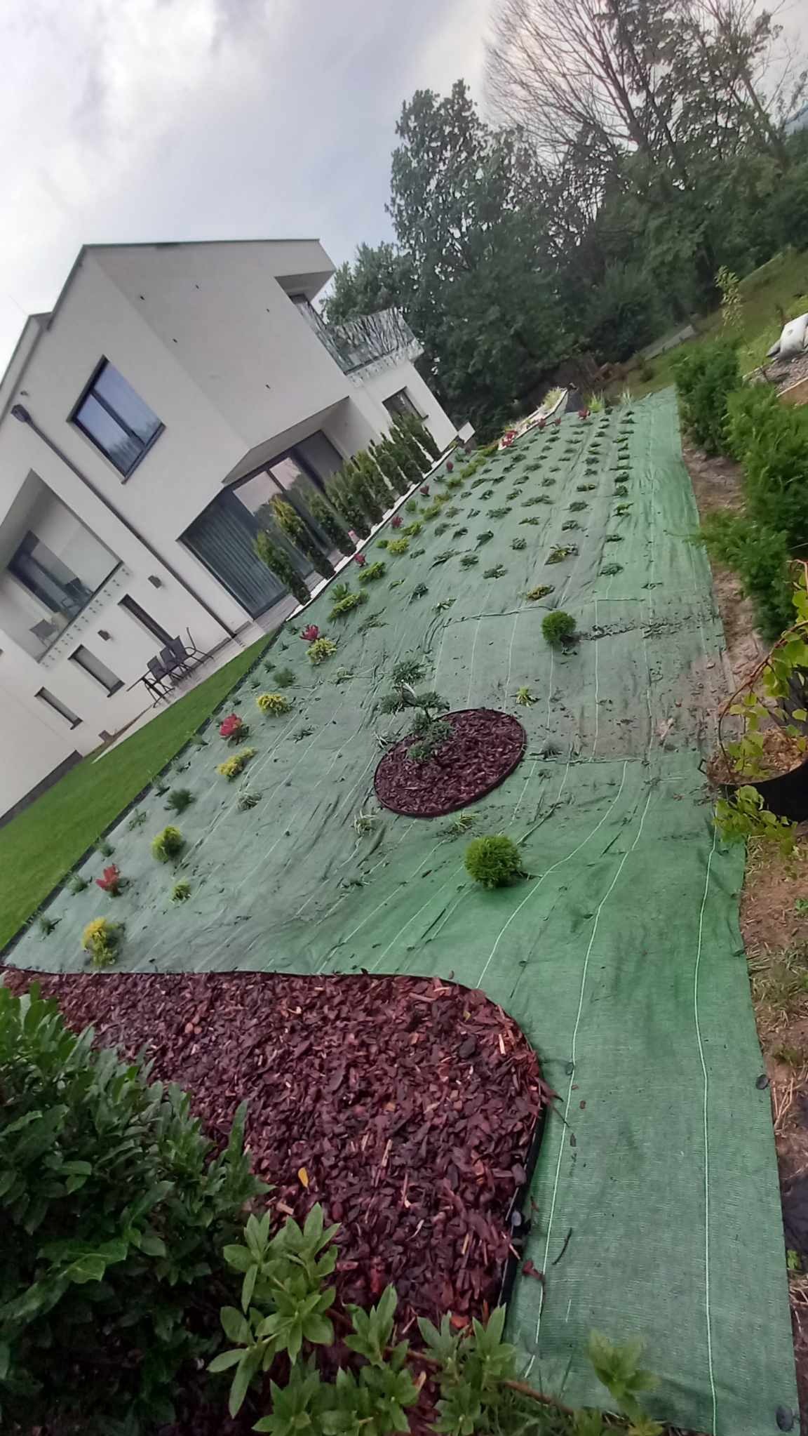 Nowo założony ogród z rozłożoną agrowłókniną, świeżo posadzone rośliny i wysypana kora na rabatach, nowoczesny dom w tle.