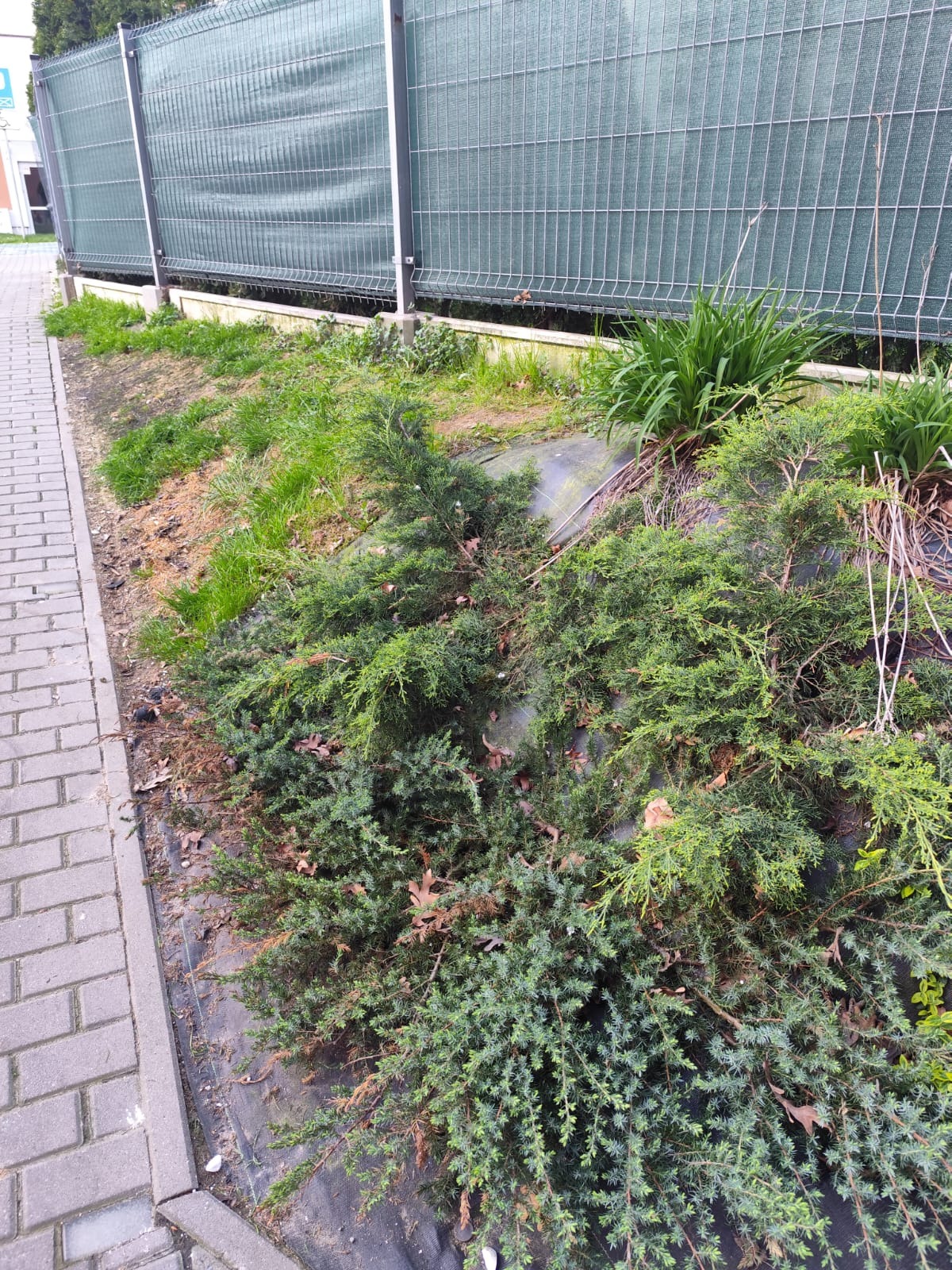 Zarośnięty pas zieleni wzdłuż chodnika z niskimi krzewami iglastymi i trawą, przy metalowej siatce ogrodzeniowej z zieloną przesłoną. Widok z góry.