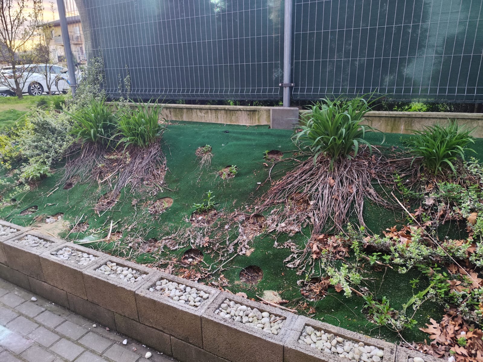 Zaniedbany trawnik z kępami roślin, suchymi liśćmi i dziurami w sztucznej trawie. W tle siatka ogrodzeniowa i budynek. Widoczny betonowy murek z białymi kamieniami.