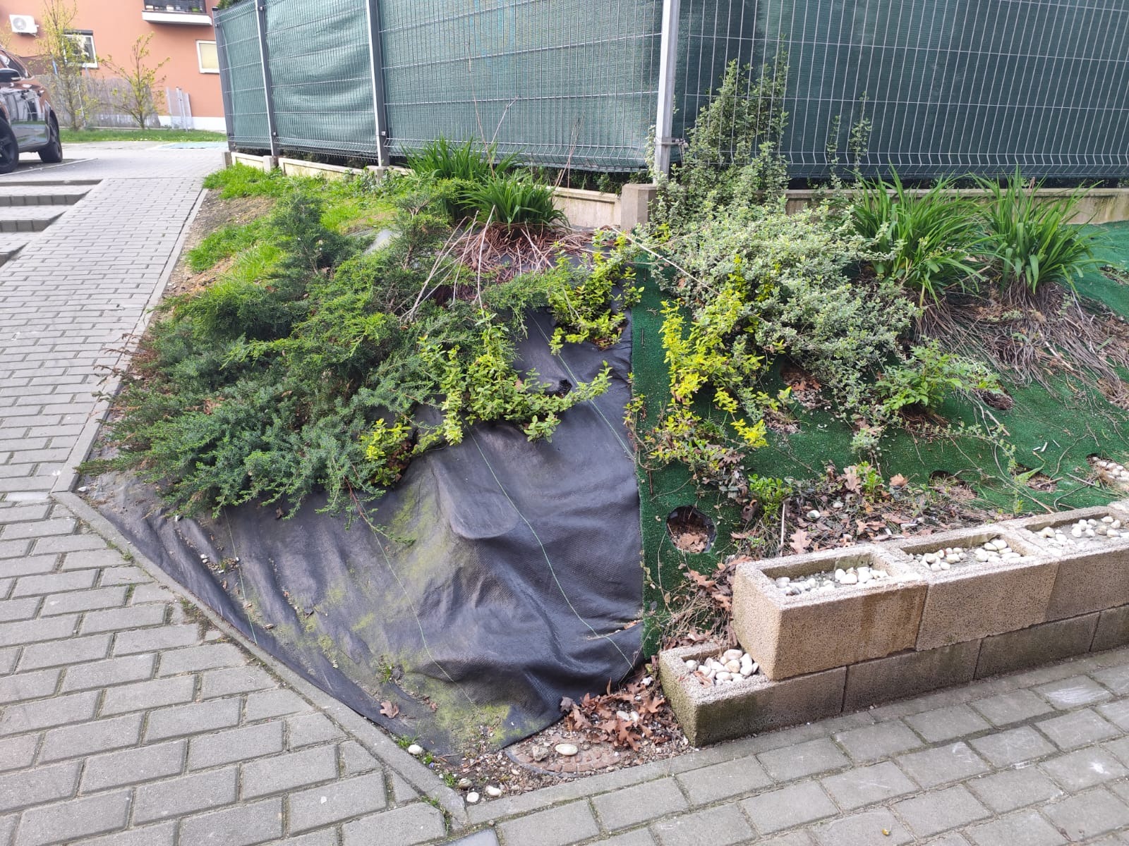 Skarpa z roślinami okryta agrowłókniną w Bielsku-Białej. Widoczne kamienne obrzeże i fragment chodnika z kostki brukowej. Tło stanowi ogrodzenie z siatki.