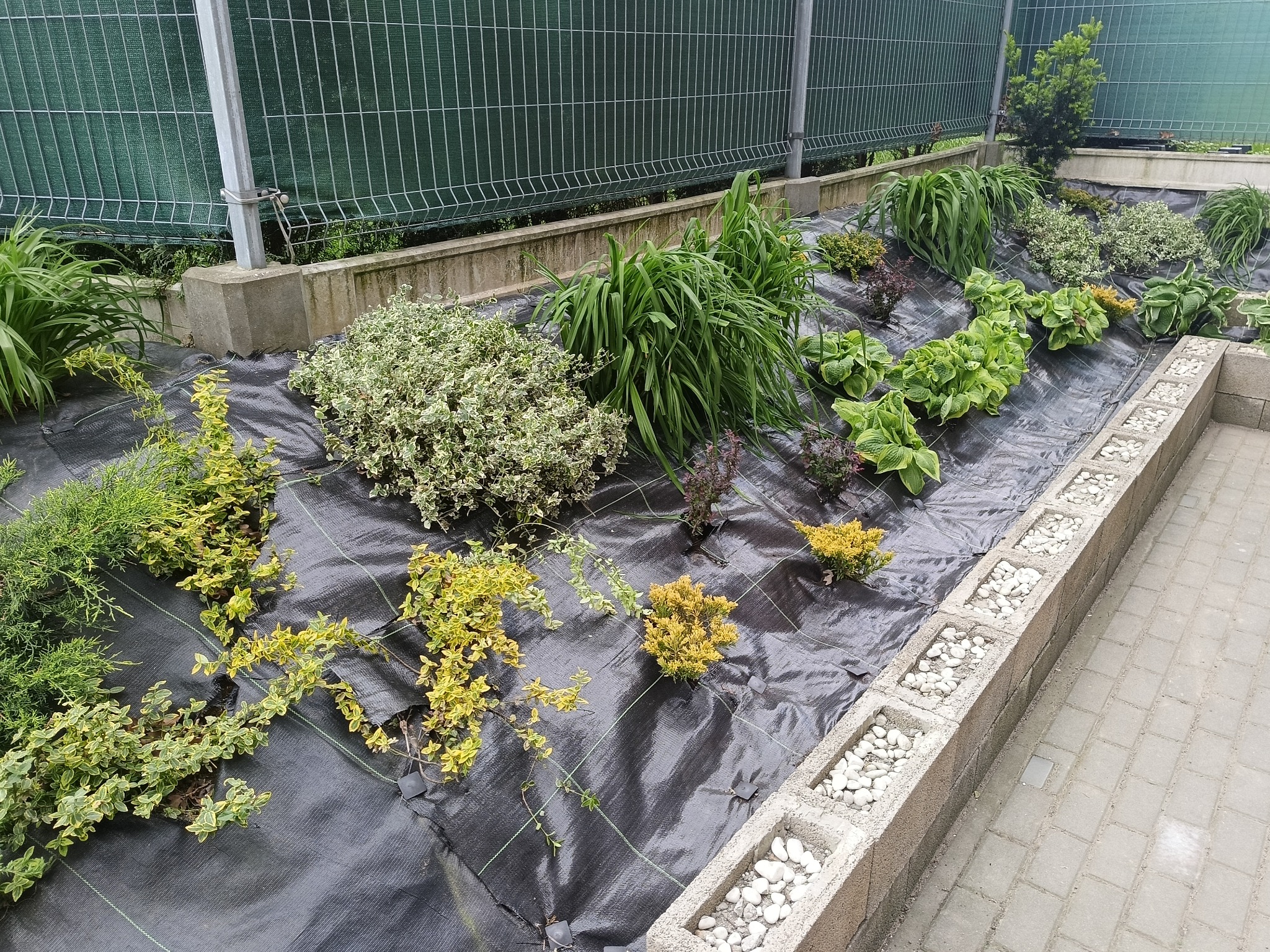 Rabata z różnorodną roślinnością, wyłożona agrowłókniną, otoczona betonowymi obrzeżami wypełnionymi białymi kamieniami. Siatka ogrodzeniowa w tle.