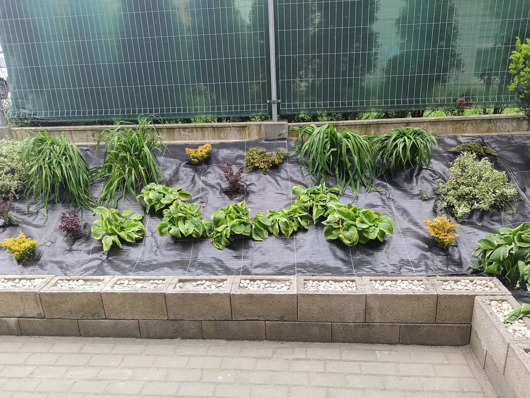 Rabata z bloków betonowych wypełnionych białym grysem. Na czarnej agrowłókninie posadzone rośliny: funkie, trawy ozdobne i krzewy. W tle siatka ogrodzeniowa.