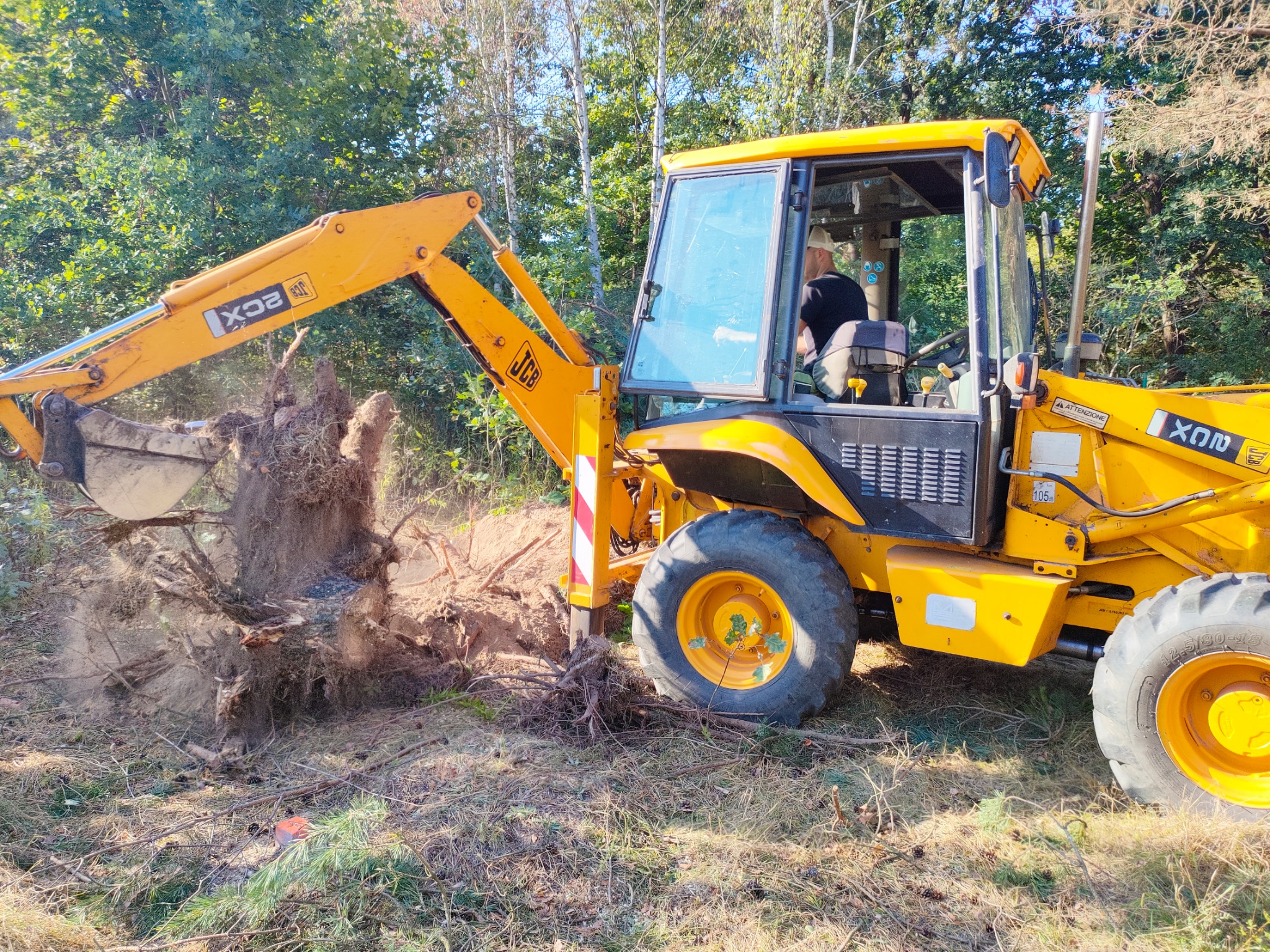 Żółta koparko-ładowarka JCB z operatorem usuwa karpę drzewa z ziemi, widoczne korzenie i resztki ziemi, w tle drzewa.