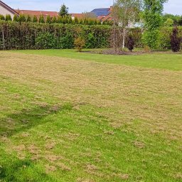 Prace Ogrodowe Michał - Rozległy trawnik z fragmentami wyschniętej trawy, w tle żywopłot z tuj i dom z panelami słonecznymi na dachu.