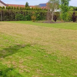 Rozległy trawnik z fragmentami wyschniętej trawy, w tle żywopłot z tuj i dom z panelami słonecznymi na dachu.