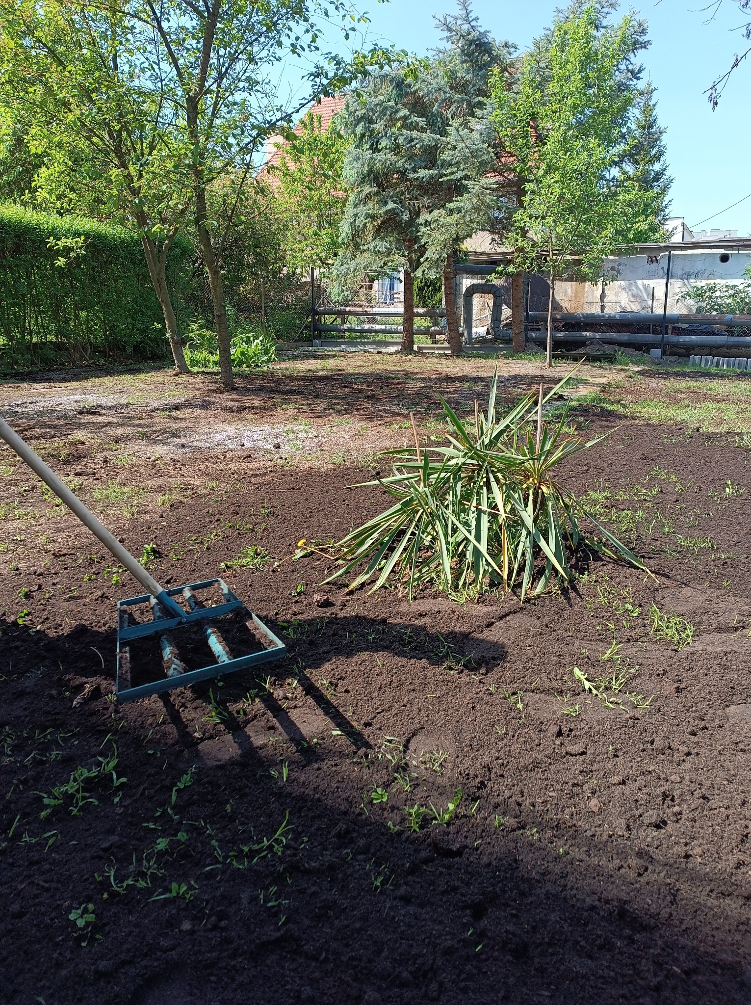 Przygotowany teren pod uprawę z widoczną rośliną i narzędziem ogrodniczym w słoneczny dzień.
