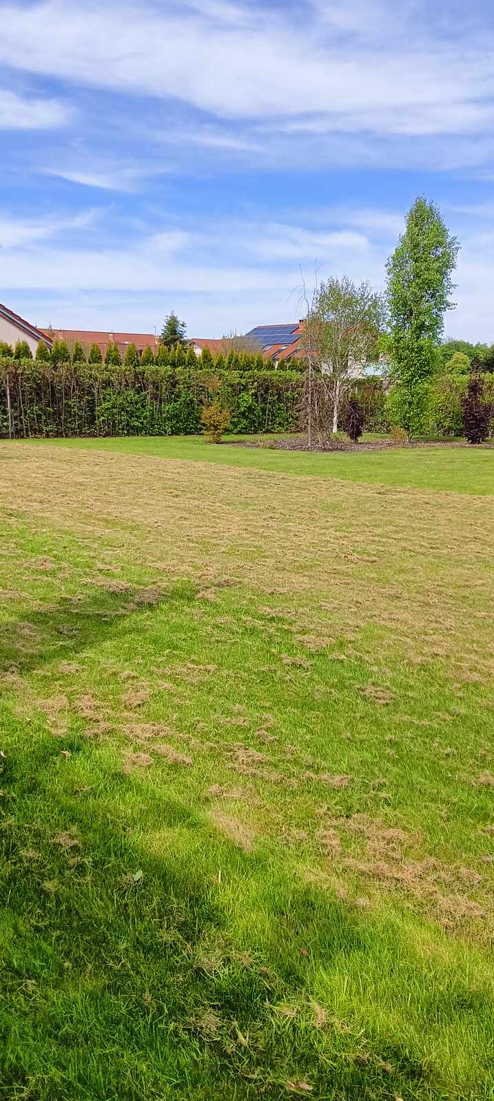 Rozległy trawnik z fragmentami wyschniętej trawy, w tle żywopłot z tuj i dom z panelami słonecznymi na dachu.