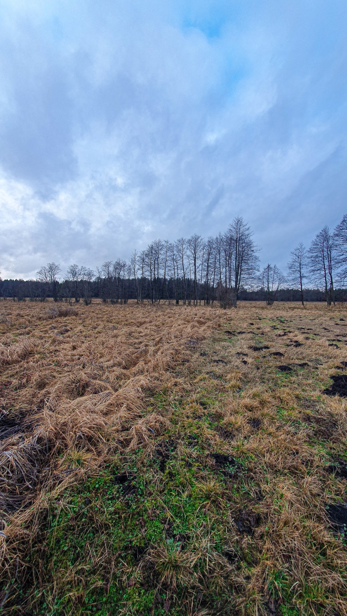 Jesienne pole z uschniętą trawą i kępami zieleni, w tle rząd drzew bez liści pod pochmurnym niebem.
