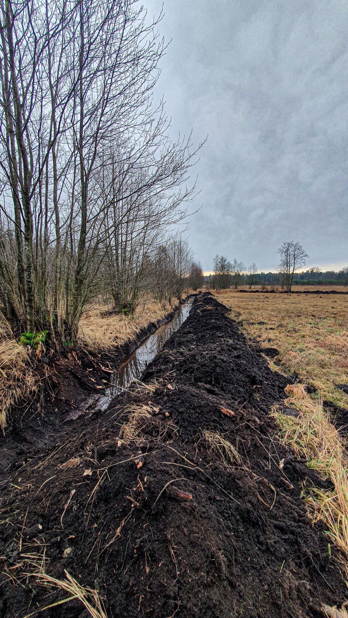 Wykopany rów melioracyjny na podmokłym terenie, obok rosną drzewa bez liści, pochmurne niebo.