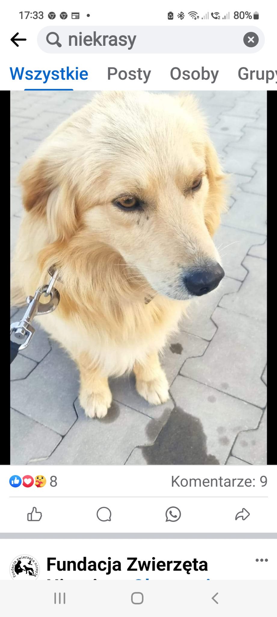 Portret psa rasy Golden Retriever na smyczy, stojącego na chodniku z betonowej kostki, z widocznymi śladami wilgoci.