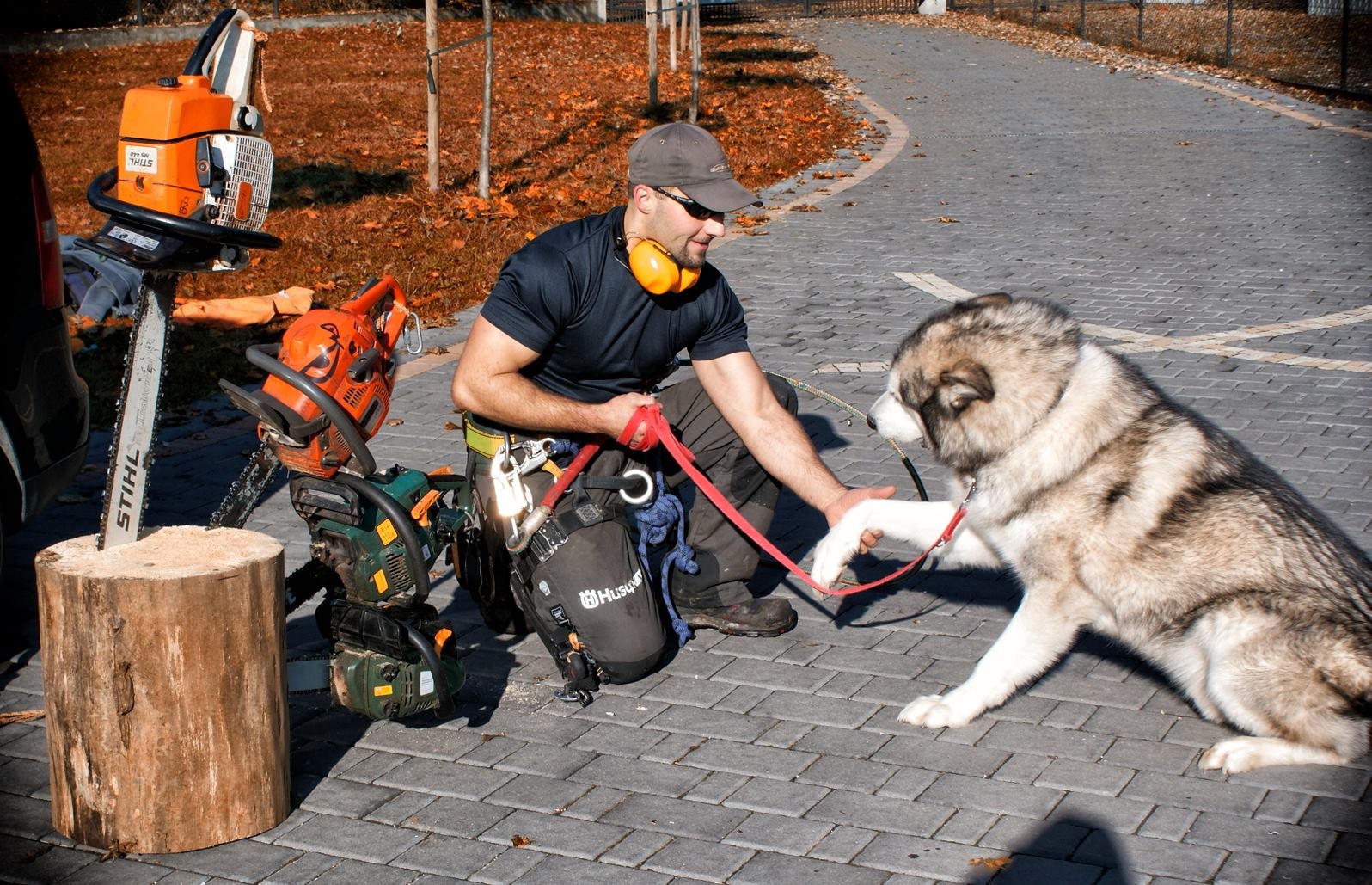 Arborysta w uprzęży, z nausznikami i okularami przeciwsłonecznymi, siedzi na kostce brukowej obok pnia i kilku pił łańcuchowych, podając łapę psu rasy owczarek podhalański.