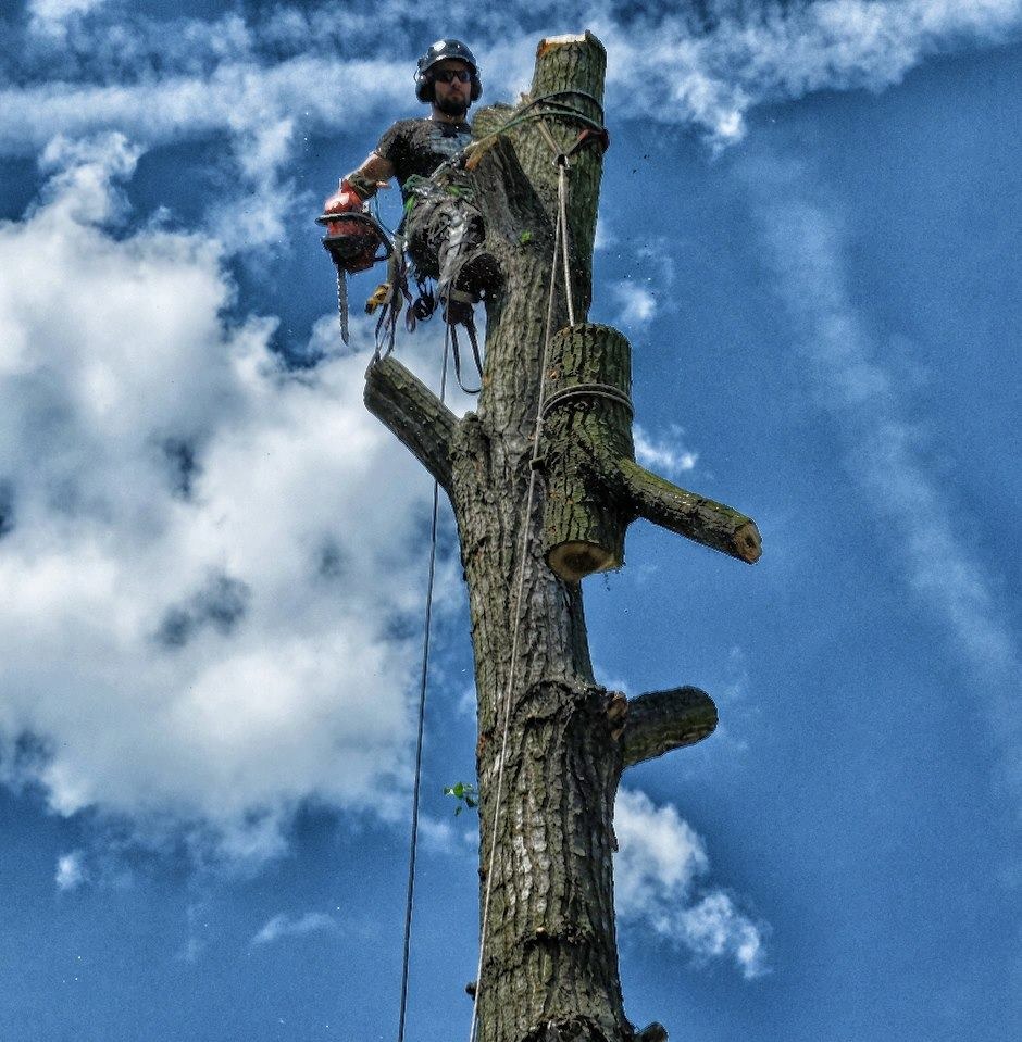 Arborysta w hełmie, okularach i uprzęży, z piłą łańcuchową w ręku, wysoko na drzewie z obciętymi konarami na tle błękitnego nieba z chmurami.