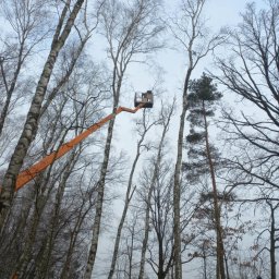 Wycinka drzew Aleksandrów Łódzki 2