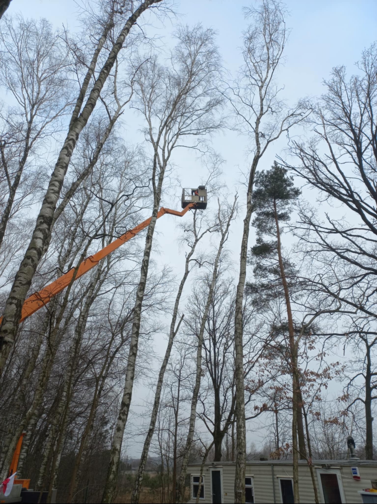 Wysięgnik podnośnika koszowego między wysokimi brzozami bez liści, przygotowany do wycinki drzew. Na dole barakowóz.