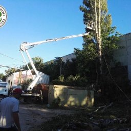 POLSKA FLORA SPÓŁKA Z OGRANICZONĄ ODPOWIEDZIALNOŚCIĄ - Pracownik na podnośniku koszowym przy wysokim drzewie, w tle szary budynek i logo firmy na samochodzie, teren po cięciu gałęzi.
