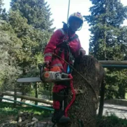 Arborysta w czerwonym kombinezonie i kasku, z piłą spalinową Stihl, zabezpieczony linami, stoi na pniu ściętego drzewa. W tle widoczne drzewa i stos pociętych gałęzi.