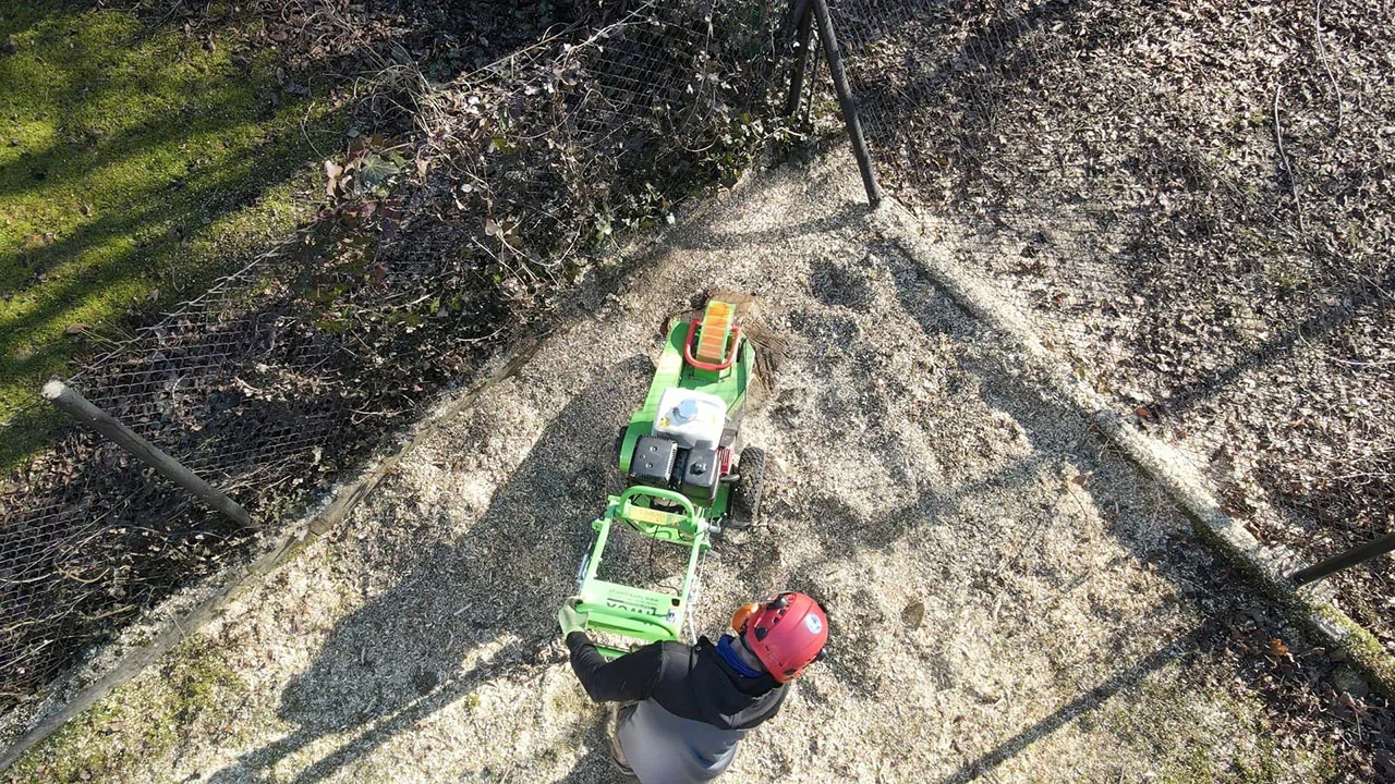 Widok z góry na operatora frezarki do pni w kasku i rękawicach, usuwającego pień drzewa w pobliżu ogrodzenia z siatki, teren pokryty wiórami.