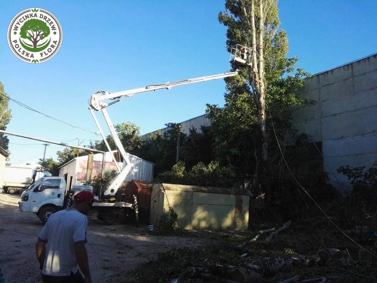 Pracownik na podnośniku koszowym przy wysokim drzewie, w tle szary budynek i logo firmy na samochodzie, teren po cięciu gałęzi.