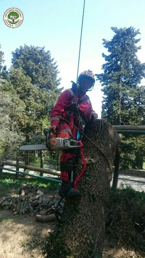 Arborysta w czerwonym kombinezonie i kasku, z piłą spalinową Stihl, zabezpieczony linami, stoi na pniu ściętego drzewa. W tle widoczne drzewa i stos pociętych gałęzi.