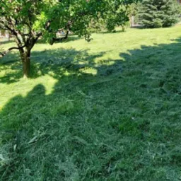 Świeżo skoszony trawnik z resztkami trawy, w tle drzewo liściaste i iglaste, cień osoby fotografującej w lewym dolnym rogu.