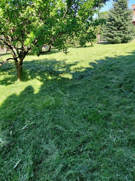 Świeżo skoszony trawnik z resztkami trawy, w tle drzewo liściaste i iglaste, cień osoby fotografującej w lewym dolnym rogu.
