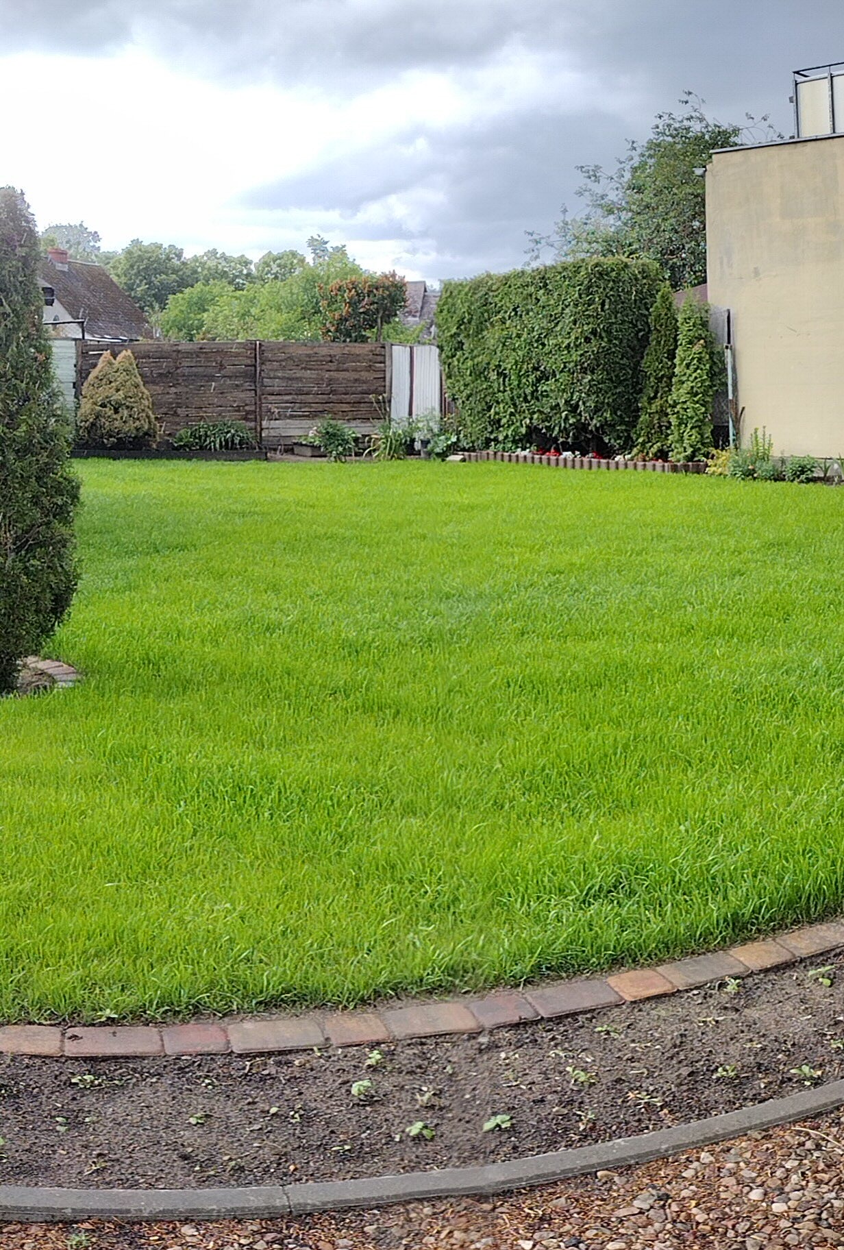Zadbany trawnik z obrzeżem z kostki, żywopłotem i tujami w tle, widok na drewniany płot i budynek. Świeżo skoszona trawa, pochmurne niebo.
