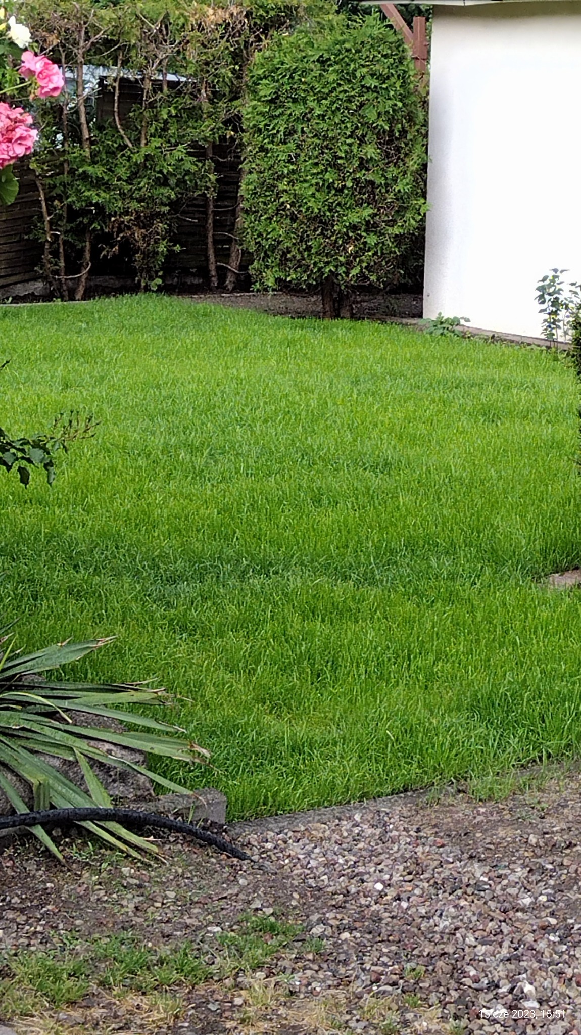 Soczysta, zielona trawa na tle zadbanego ogrodu z tujami i fragmentem białej ściany budynku. W rogu widoczne liście egzotycznej rośliny i kamieniste podłoże.