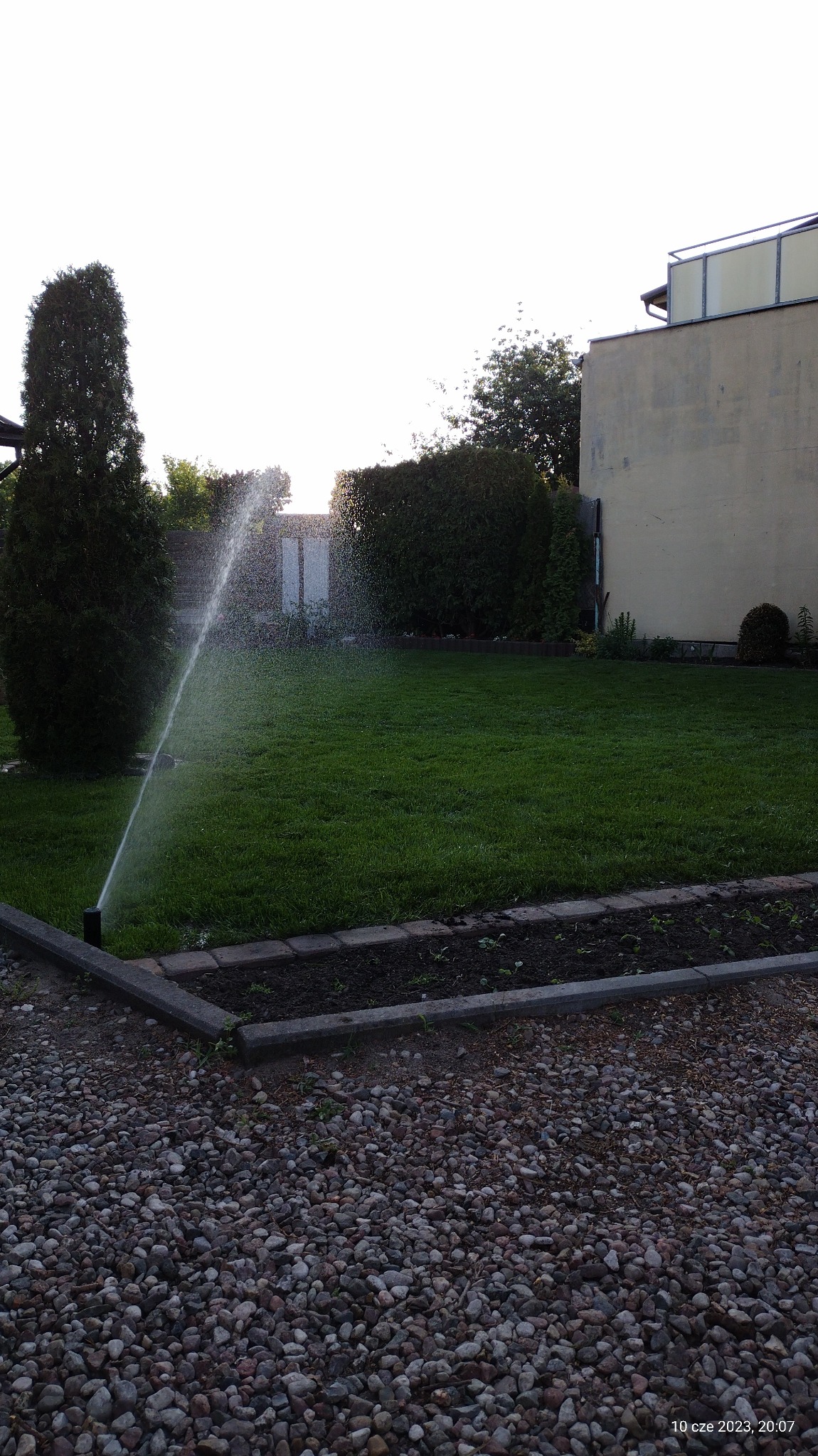Automatyczny system nawadniania trawnika w ogrodzie. Zraszacze w akcji, rozpylają wodę na soczystą zieleń. W tle żywopłot i budynek. Kamienista ścieżka na pierwszym planie.