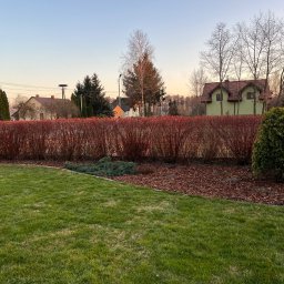 FILTOP Filip Bałdyga - Zadbany trawnik z bordowym żywopłotem i korą. W tle domy jednorodzinne i słup z gniazdem bocianim. Poranne, delikatne światło.