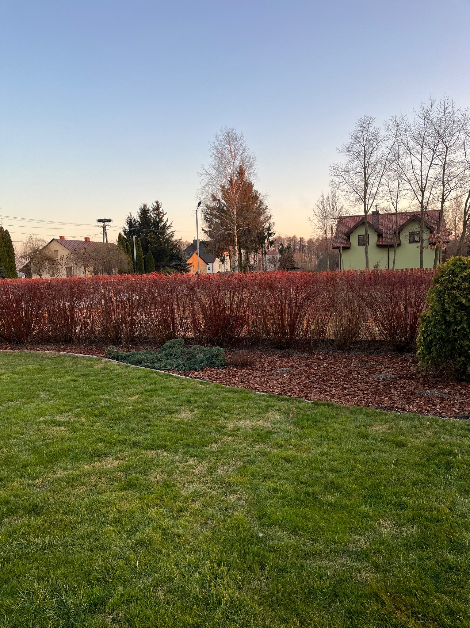 Starannie utrzymany ogród z równo przystrzyżonym trawnikiem, rzędem czerwonych krzewów i korą dekoracyjną, w tle domy i słup z gniazdem bocianim.