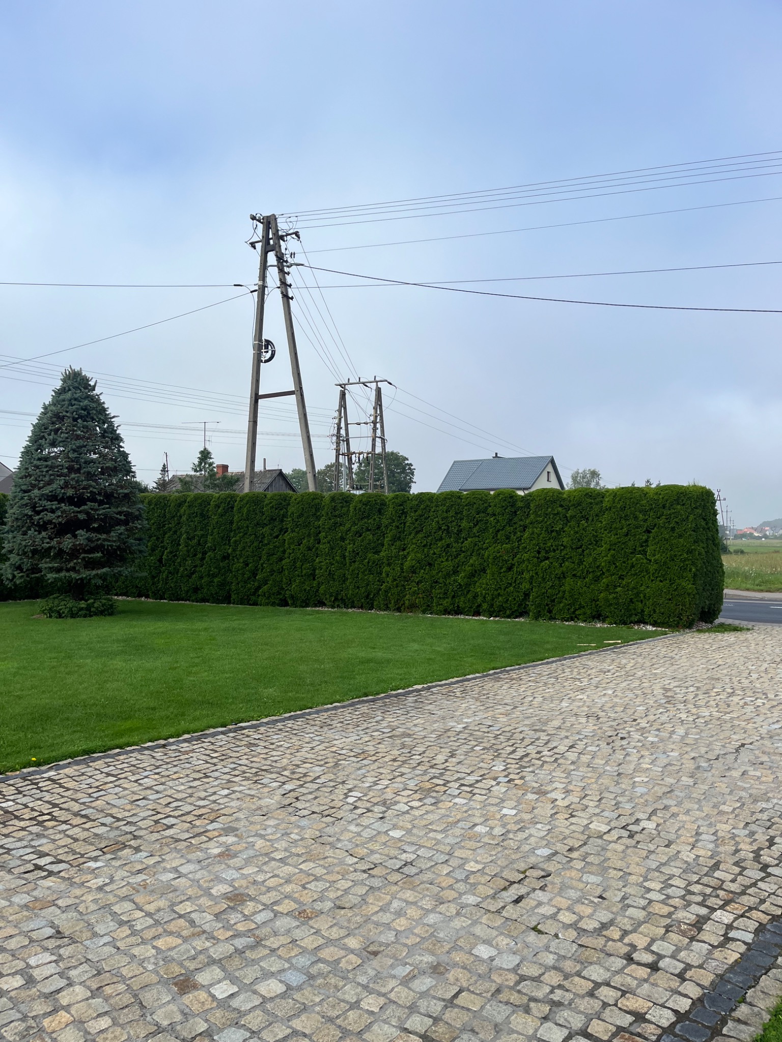 Równy, zielony żywopłot z tui szmaragd, obok trawnik i świerk kłujący. W tle słupy energetyczne i zabudowa jednorodzinna. Kostka brukowa na pierwszym planie.