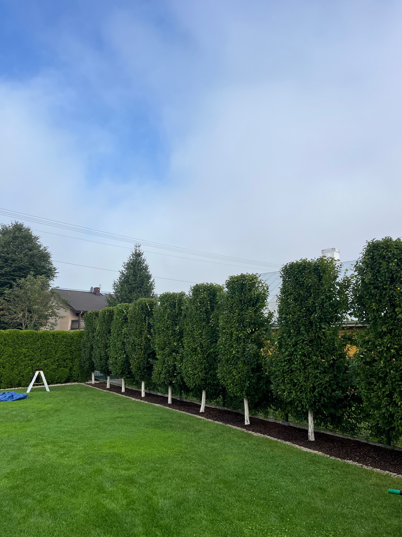 Zadbany trawnik z rzędem formowanych drzew o białych pniach, oddzielonych korą. W tle żywopłot i dom. Widoczne drabina i plandeka.