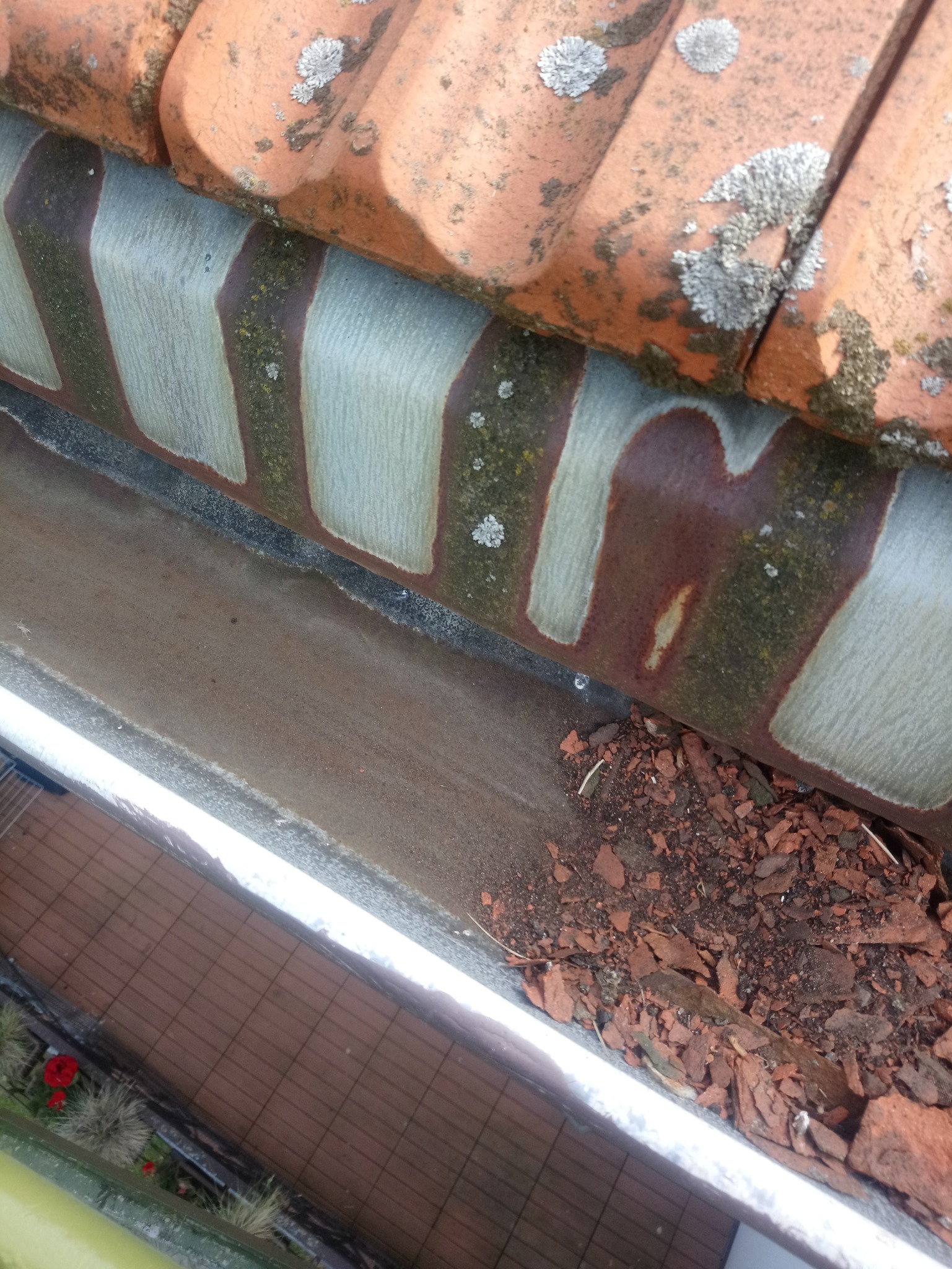 Zanieczyszczona rynna z fragmentami kory i liści pod dachówką pokrytą mchem i porostami.