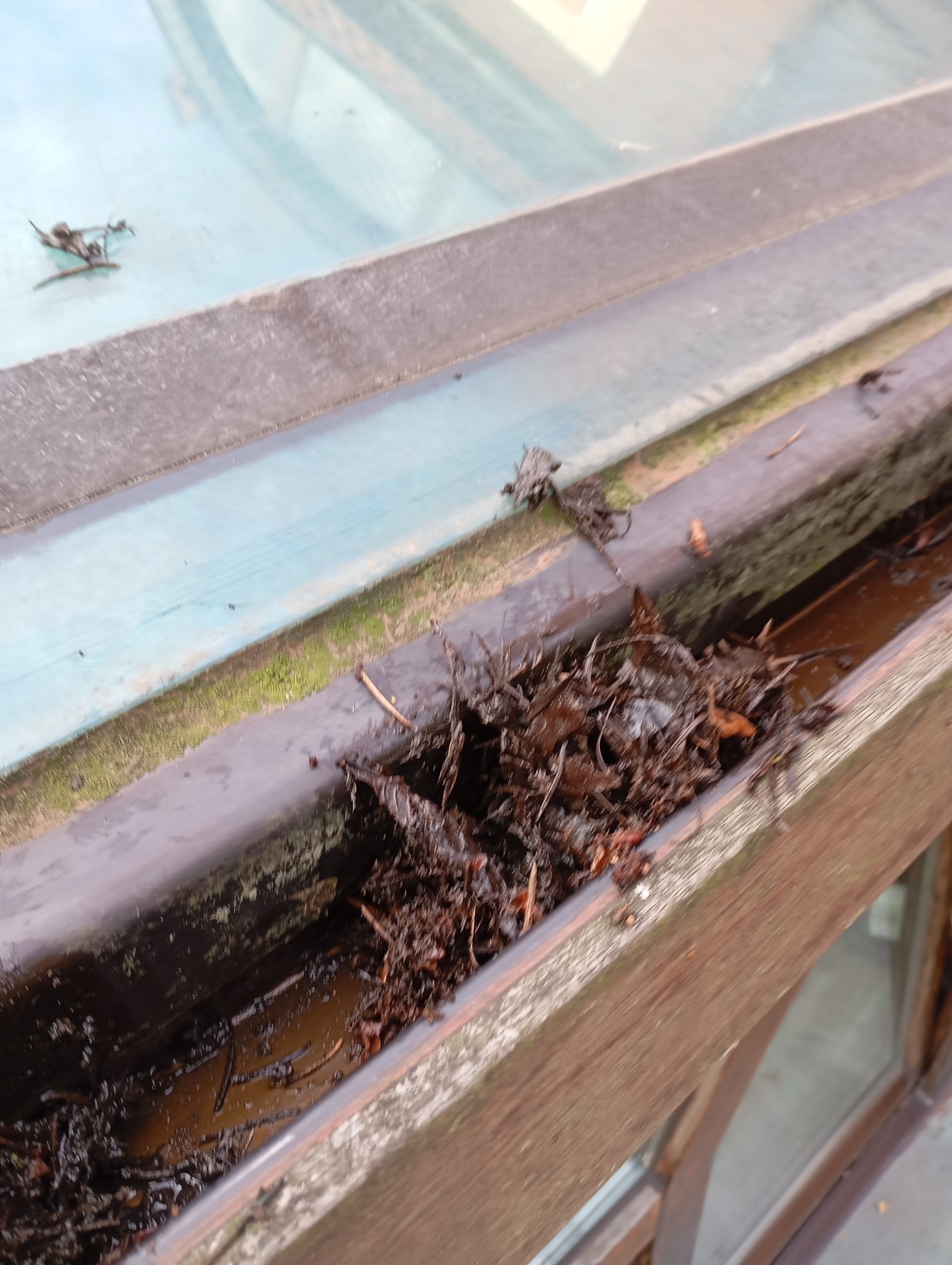 Zablokowana rynna, wypełniona mokrymi liśćmi i błotem, widoczna z bliska.