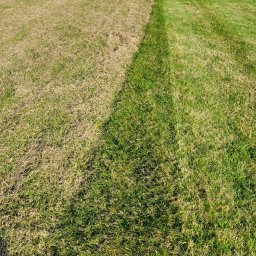Przemyslaw Poleszak - Trawnik po wertykulacji: widoczny pas świeżo wertykulowanej, zielonej trawy sąsiadujący z suchą, brązową trawą przed zabiegiem.