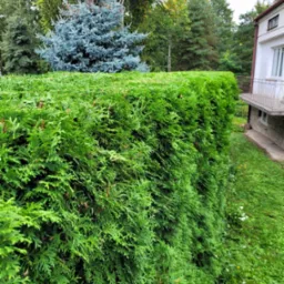 Podcinanie żywopłotu