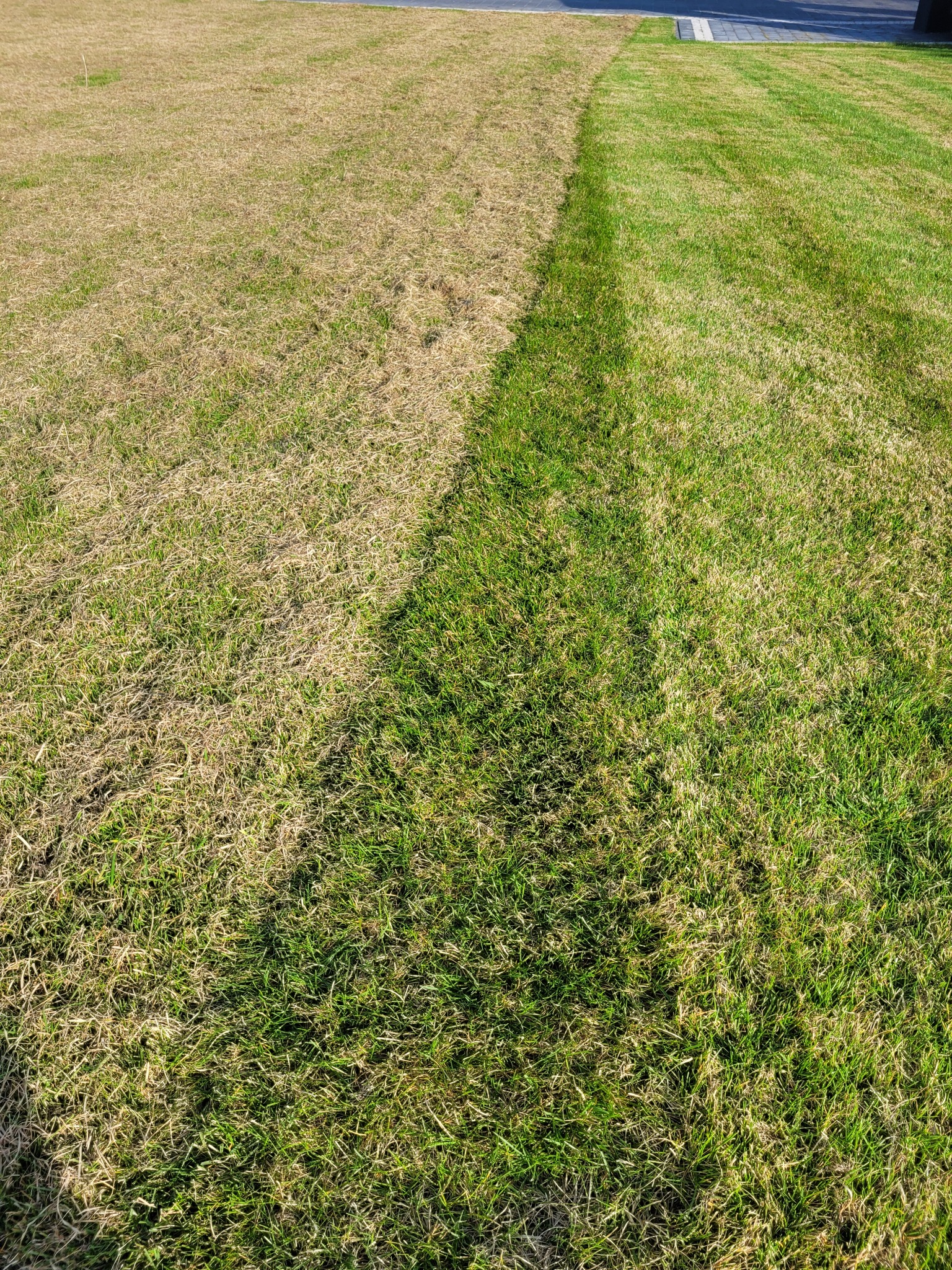 Trawnik po wertykulacji: widoczny pas świeżo wertykulowanej, zielonej trawy sąsiadujący z suchą, brązową trawą przed zabiegiem.