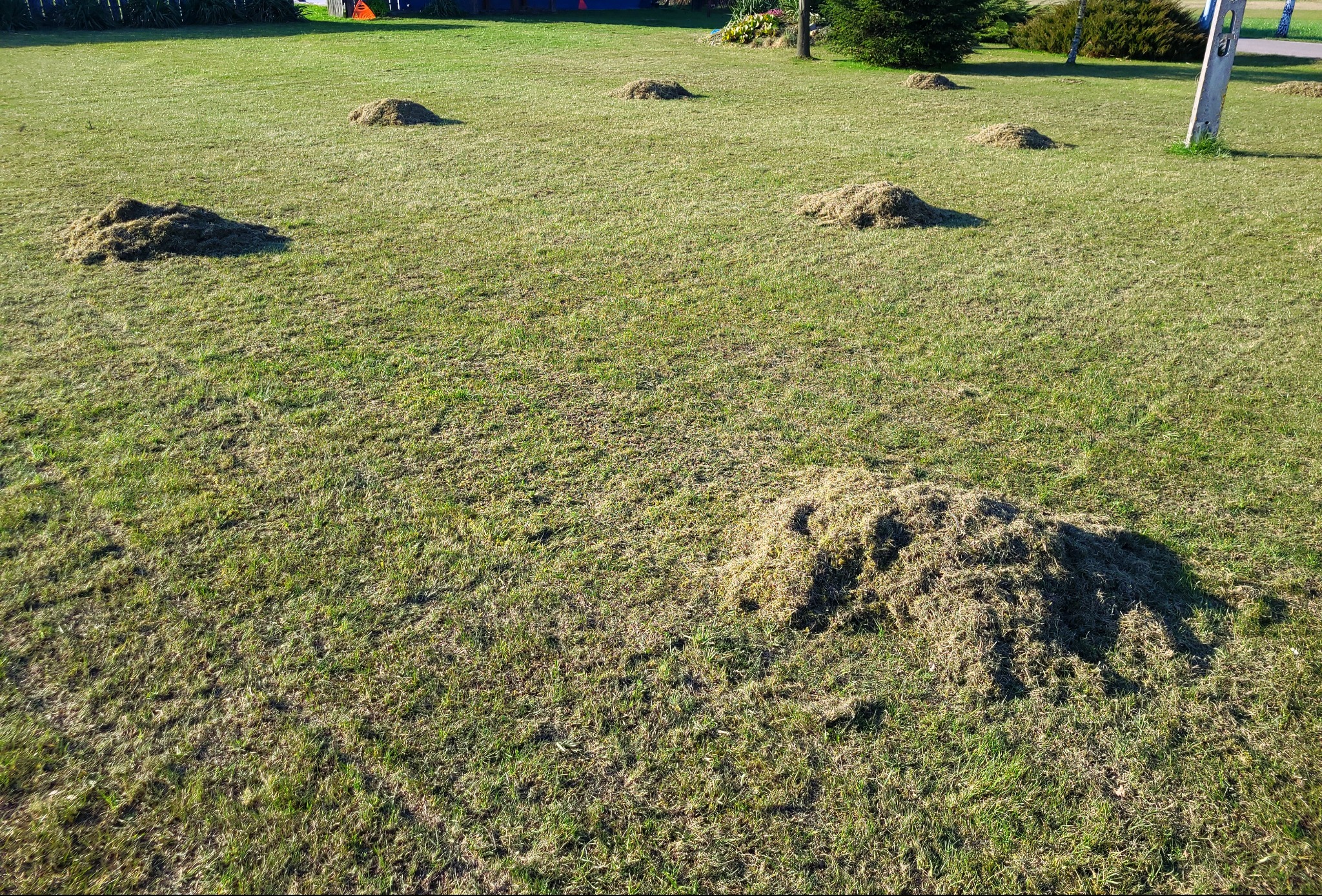 Trawnik z kupkami skoszonej, wysuszonej trawy, przygotowany do zebrania, widoczne drzewa i słup energetyczny w tle.