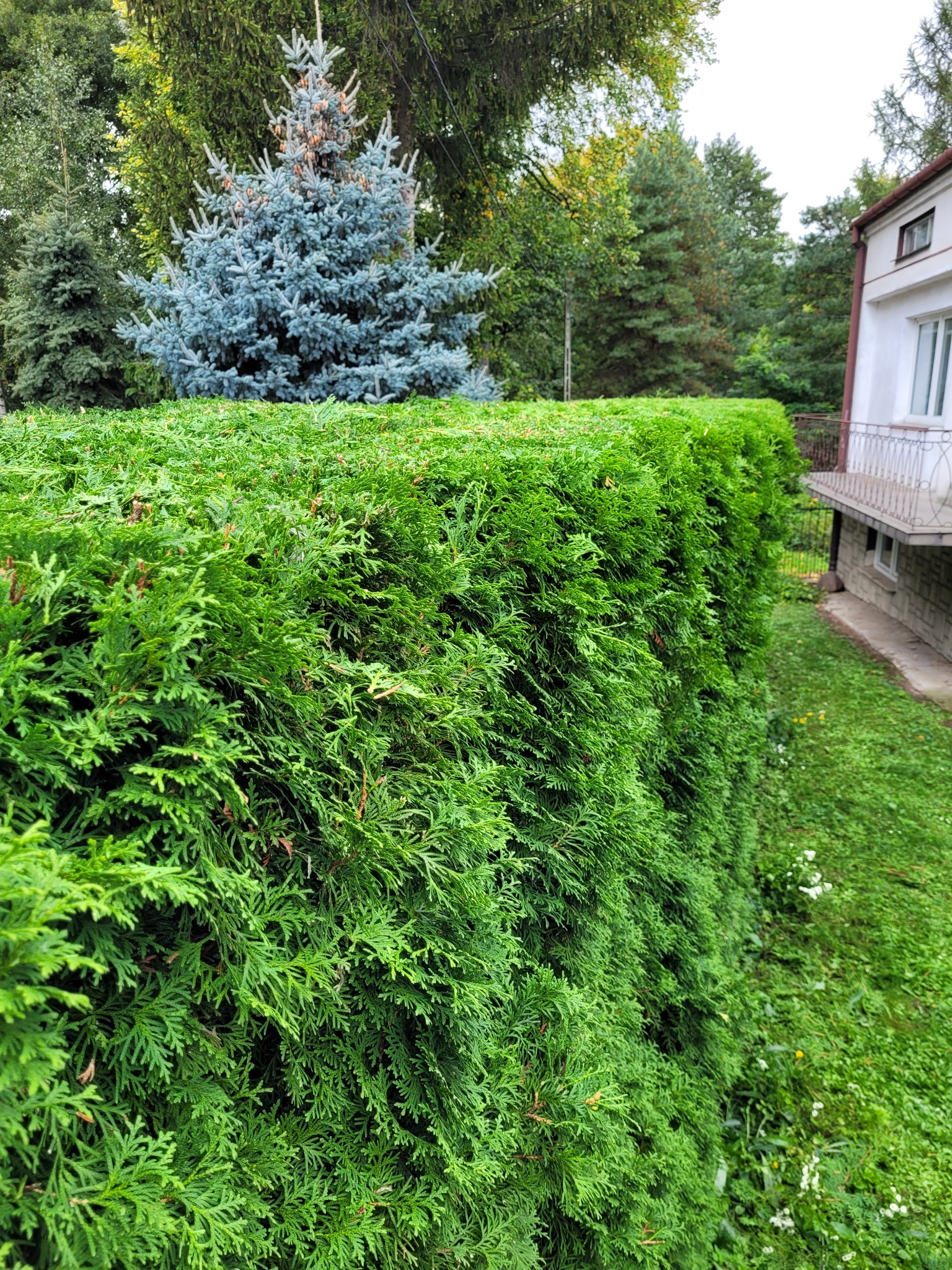 Podcinanie żywopłotu