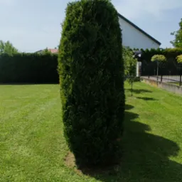 Formowany krzew iglasty w kształcie kolumny na tle wypielęgnowanego trawnika, widoczny fragment domu i ogrodzenia.