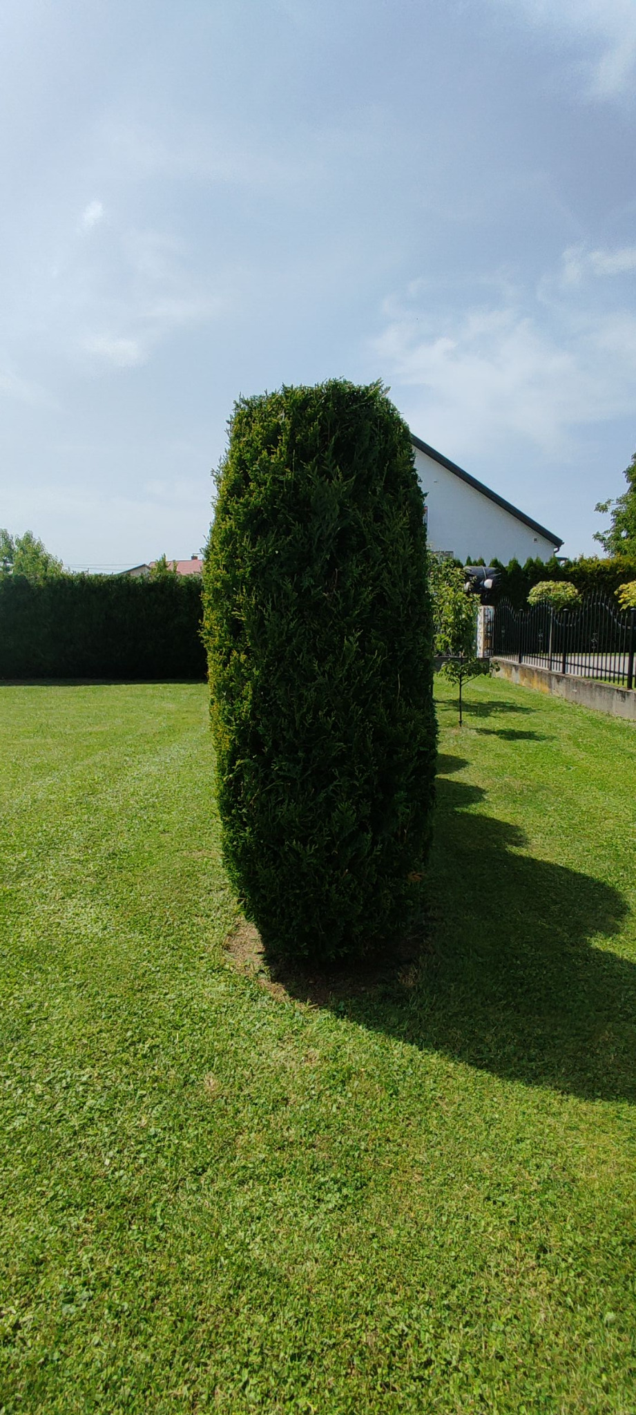 Formowany krzew iglasty w kształcie kolumny na tle wypielęgnowanego trawnika, widoczny fragment domu i ogrodzenia.