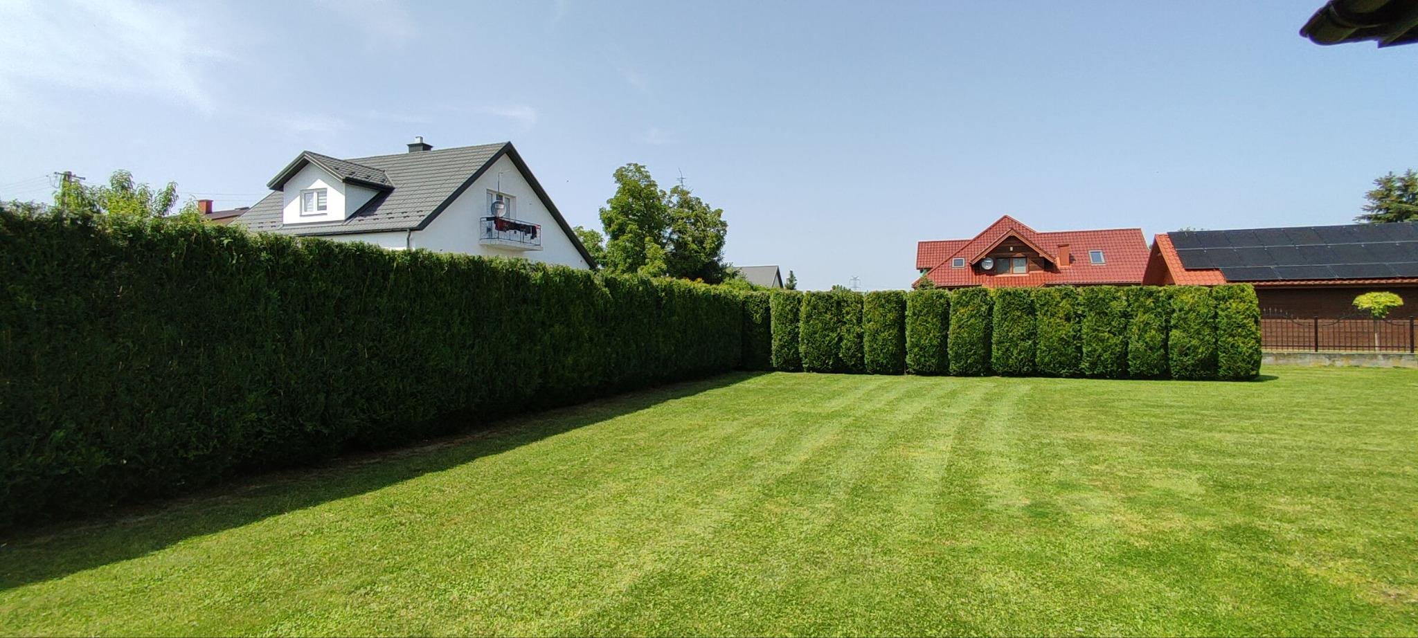 Starannie przystrzyżony żywopłot z tuj w ogrodzie z równo skoszoną trawą w paski, na tle domy jednorodzinne w słoneczny dzień.