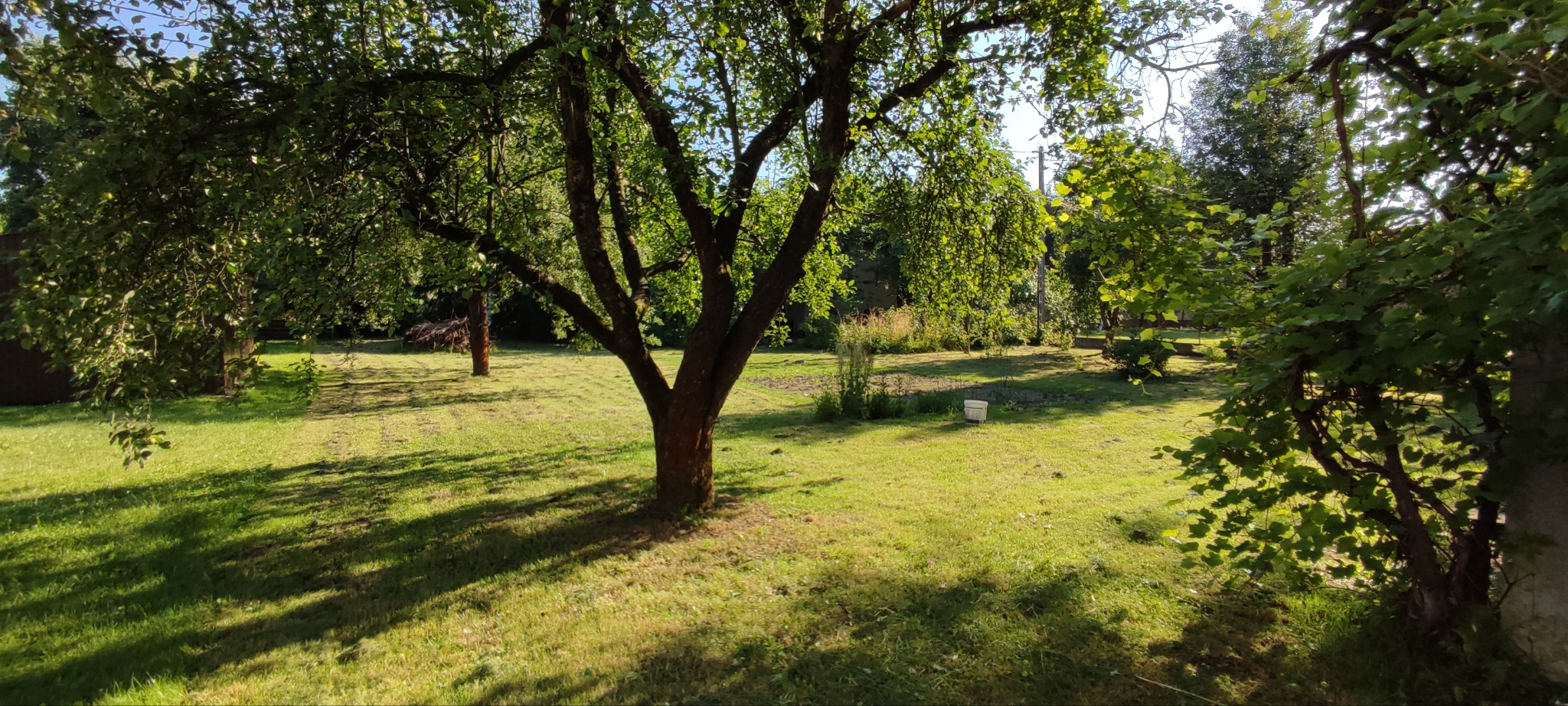 Zadbany trawnik z drzewami owocowymi w słoneczny dzień, widoczne ślady po koszeniu, białe wiadro w tle.