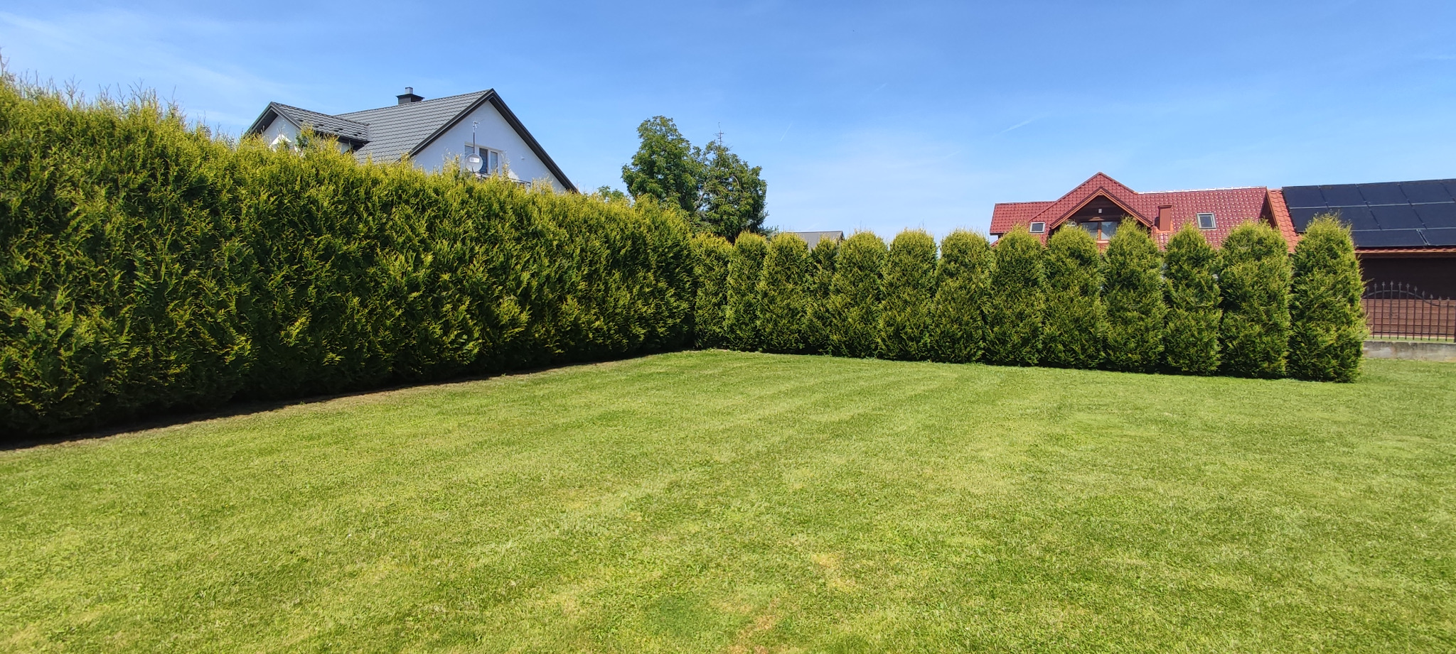 Zadbany trawnik z równo przystrzyżoną trawą, obrzeżony wysokim, gęstym żywopłotem z tui, w tle domy jednorodzinne pod błękitnym niebem.