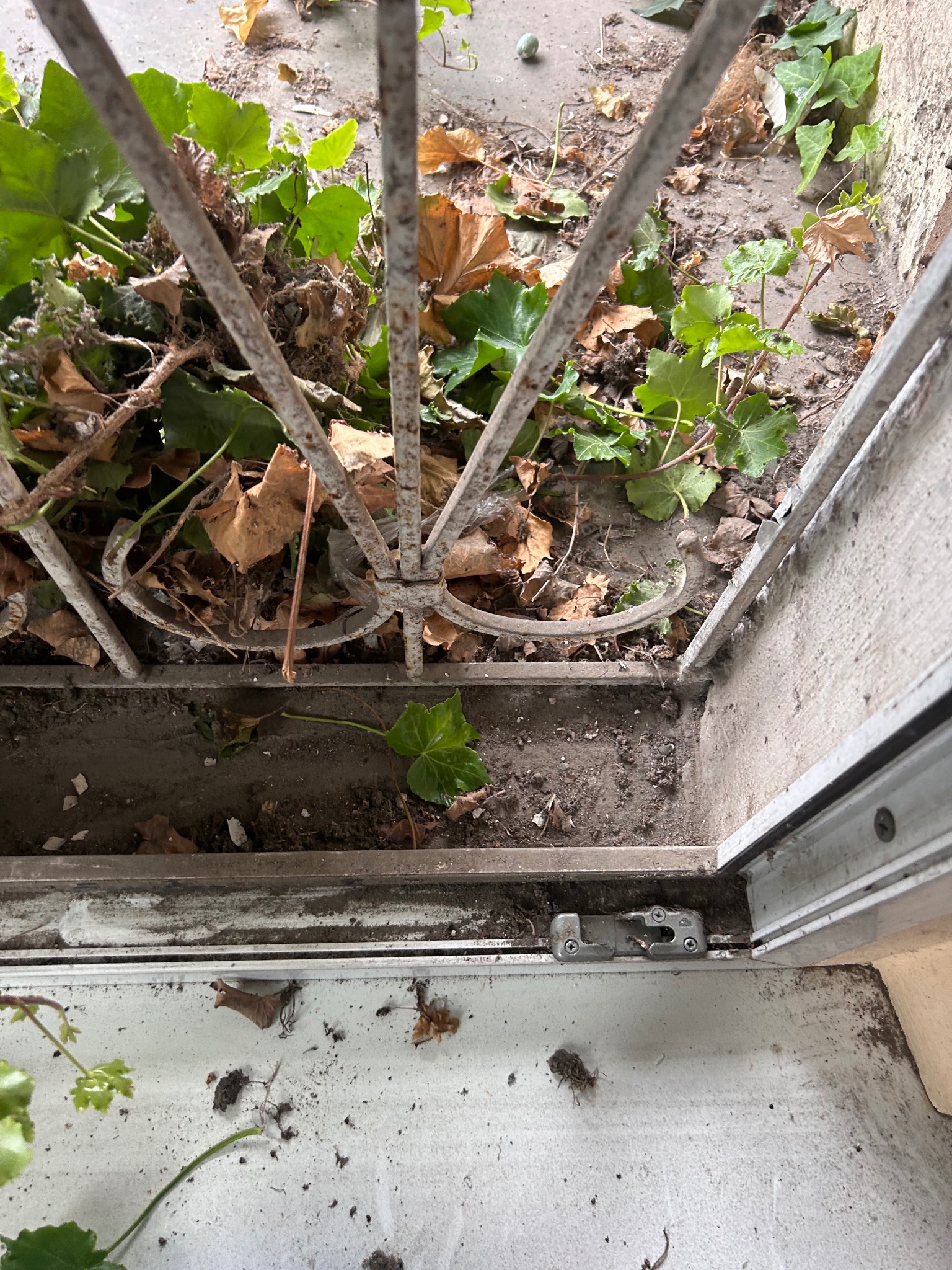 Zanieczyszczona przestrzeń za ozdobną, metalową kratą okienną, z widocznymi liśćmi, ziemią i brudem na parapecie.